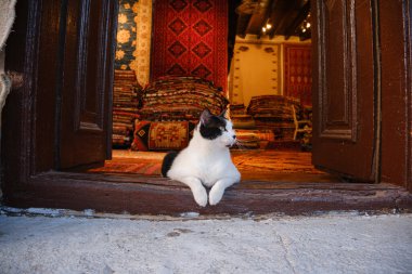 Türkiye 'nin sokak kedisi, halılar ve halı ticareti sokakta sergileniyor, kediler mağazanın tepesinde, el yapımı halılar Kas, Antalya' da, marangoz tarzı.