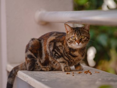 Türkiye 'nin sokak kedileri özgürce dolaşıyor, dinleniyor, oynuyor ve canlı caddeleri keşfediyor, kentsel ve kırsal ortamlarda günlük yaşamın büyüleyici sahnelerini yaratıyor.