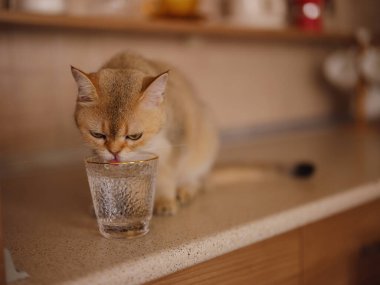 Evdeki güzel kısa saçlı kedi mutfak masasındaki camdan su içiyor. Tapılası evcil hayvan konsepti.