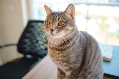 Kedi evdeki çalışma masasında oturuyor, iş için gerekli şeylerle çevrili, sakin ve rahat bir atmosferde. Çalışma ve rahatlamanın uyumunu gösteren mükemmel bir kapalı mekan sahnesi..