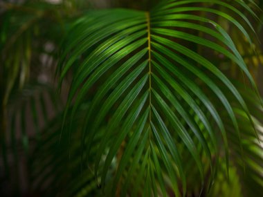 Kuala Lumpur Botanik Bahçesi 'nde bereketli bir yeşillik ve egzotik bitkiler olan Perdana Botanik Bahçesi' nde yürümek, canlı çiçeklerle, yükselen ağaçlarla ve sakin yollarla huzurlu bir kaçış sunmaktır..