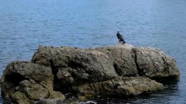 Büyük karabatak - Adriyatik Denizi 'nin ortasında kayaların üzerinde duran falakrokoraks karbon, Krk Adası Hırvatistan.