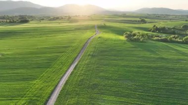 Dreznik şehri yakınlarındaki geniş yeşil tarlalarda ve kırsal yollarda insansız hava aracı görüntüsü. Canlı manzara, bahar büyümesi, Hırvat köylerinde tipik bir barış duygusu.