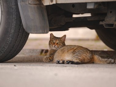 Türkiye 'nin sokak kedileri özgürce dolaşıyor, dinleniyor, oynuyor ve canlı caddeleri keşfediyor, kentsel ve kırsal ortamlarda günlük yaşamın büyüleyici sahnelerini yaratıyor.