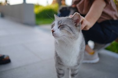 Türkiye 'nin sokak kedisi özgürce dolaşıyor, dinleniyor, oynuyor ve canlı caddeleri keşfediyor, kentsel ve kırsal ortamlarda günlük yaşamın büyüleyici manzaralarını yaratıyor. Antalya Şehir Kafesi