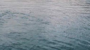 İstanbul, Türkiye - 3 Aralık 2023 İstanbul Boğazı 'ndaki dalgalı sularda seyreden feribot gemisinden görüntü. Martılar ve diğer kuşlar yolcu feribotunun yanında.