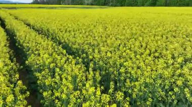 Hırvatistan 'ın kırsal kesimindeki canlı kolza tohumu tarlalarının bahar başlarında havadan görünüşü. Sarı tarlalar, dağınık çiftlik evleri ve yeşil otlaklarla çevrili, sakin kırsal bölgeler üzerinde uzanır.