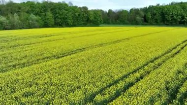 Hırvatistan 'ın kırsal kesimindeki canlı kolza tohumu tarlalarının bahar başlarında havadan görünüşü. Sarı tarlalar, dağınık çiftlik evleri ve yeşil otlaklarla çevrili, sakin kırsal bölgeler üzerinde uzanır.