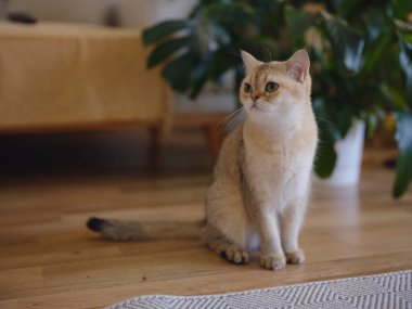 Evdeki güzel kısa saçlı kedi ve ev bitkisi. Sevimli evcil hayvan konsepti. Hayvan dinleniyor ve yeşillikte saklanıyor.