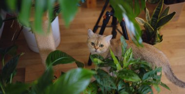 Evdeki güzel kısa saçlı kedi ve ev bitkisi. Sevimli evcil hayvan konsepti. Hayvan dinleniyor ve yeşillikte saklanıyor.