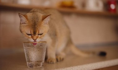 Evdeki güzel kısa saçlı kedi mutfak masasındaki camdan su içiyor. Tapılası evcil hayvan konsepti.