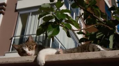 Sokak kedileri Antalya 'nın yumuşak kış güneşinin tadını çıkarıyor, evlerin yakınındaki taş çitlerin üzerinde uzanıyor. Türk sokak yaşamının her günü cazibe, sıcaklık ve yerel atmosferle dolu.
