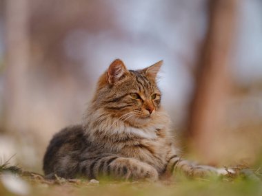 Türkiye 'nin sokak kedileri özgürce dolaşıyor, dinleniyor, oynuyor ve canlı caddeleri keşfediyor, kentsel ve kırsal ortamlarda günlük yaşamın büyüleyici sahnelerini yaratıyor.
