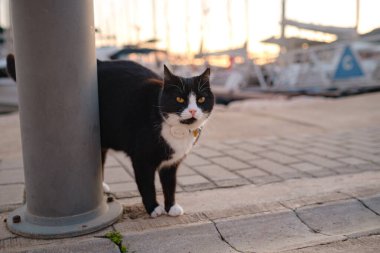 Türkiye 'nin sokak kedisi özgürce dolaşıyor, dinleniyor, oynuyor ve canlı caddeleri keşfediyor, kentsel ve kırsal ortamlarda günlük yaşamın büyüleyici manzaralarını yaratıyor. Kas 'ta yat limanı.