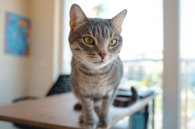 Kedi evdeki çalışma masasında oturuyor, iş için gerekli şeylerle çevrili, sakin ve rahat bir atmosferde. Çalışma ve rahatlamanın uyumunu gösteren mükemmel bir kapalı mekan sahnesi..