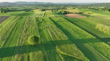 Ortaçağ Dreznik Grad yakınlarında yeşil çayırlar ve tepeler. Dreznik şehri yakınlarındaki geniş yeşil alanlar ve kırsal yolların insansız hava aracı görüntüsü. Canlı manzara, bahar büyümesi, Hırvat köylerinde tipik bir barış duygusu.