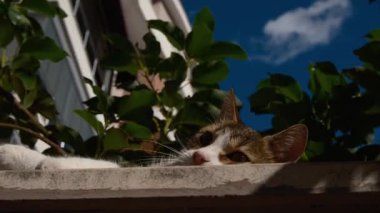 Sokak kedileri Antalyas 'ın yumuşak kış güneşinde güneşlenir, evlerin yakınındaki taş çitlerin üzerinde uzanırlar. Türk sokak yaşamının her günü cazibe, sıcaklık ve yerel atmosferle dolu.