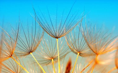 Karahindiba çiçeği soyut çiçek arkaplanı