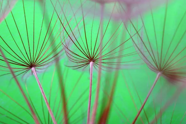Dandelion flower background closeup and bright color abstract floral patern. 