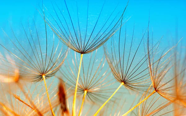 太陽の下にタンポの花のクローズアップ — ストック写真