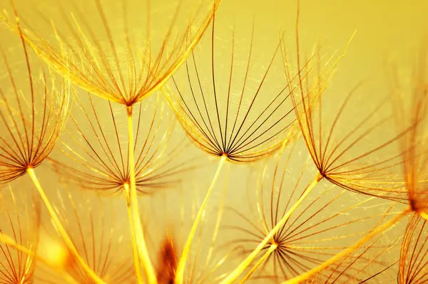 太陽の下にタンポの花のクローズアップ — ストック写真