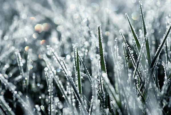Frost on the plants. Ice grass. Beautiful winter background with sunny hoarfrost.