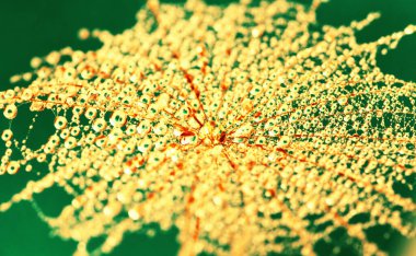 Su damlalarındaki karahindiba çiçeği arkaplanı güneş ışığına düşer