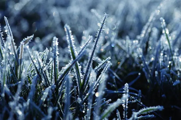 Frost on the plants. Ice grass. Beautiful winter background with sunny hoarfrost.