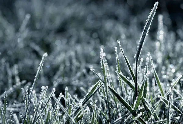 Winter Background Morning Frost Grass Sunlight — Stock Photo, Image