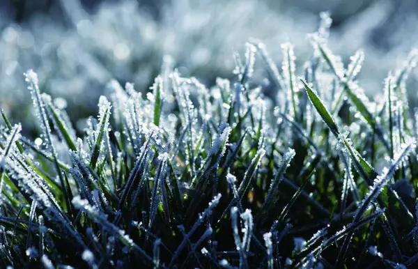 Zimowy Poranek Mróz Trawie Polu — Zdjęcie stockowe