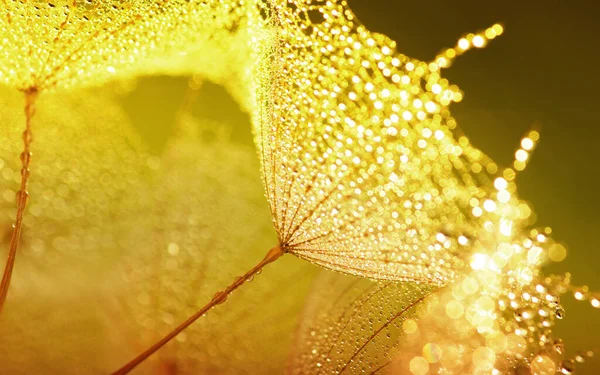 Pampeliška Květinové Pozadí Vodě Kapky Slunci — Stock fotografie