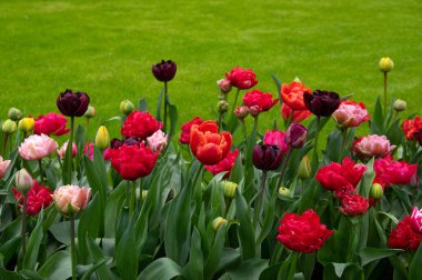 Parlak renkli arka planda açan laleler.