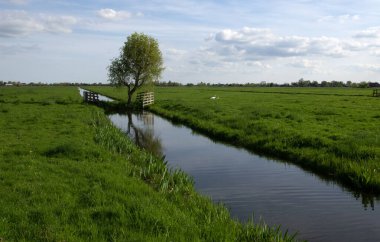 Yeşil çayır ve kanal manzarası Hollanda 'da berrak su ile