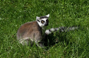 Halka kuyruklu lemur (Lemur catta)