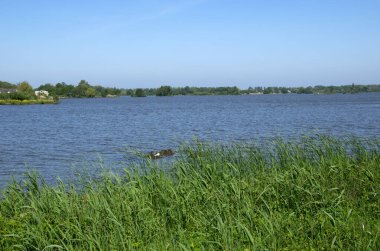 Mavi suları ve ağaçları olan bir göl manzarası