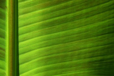 Yeşil yaprak dokusunu kapat, doğal bitki arkaplanı