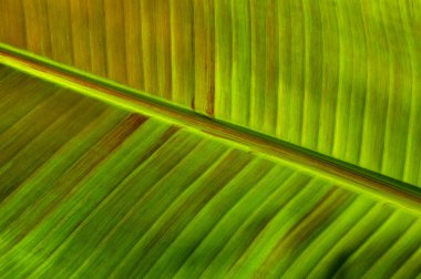 Yeşil yaprak dokusunu kapat, doğal bitki arkaplanı