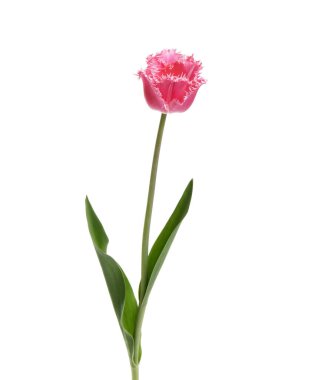 Lale çiçeği beyaz arkaplanda izole edilmiş