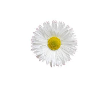 Papatya ya da papatya çayı beyaz arka planda izole edilmiş. Daisy çiçeği. Üst görünüm.