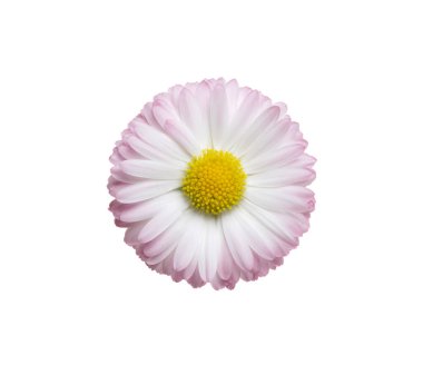 Papatya ya da papatya çayı beyaz arka planda izole edilmiş. Daisy çiçeği. Üst görünüm.
