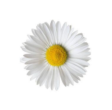 Papatya ya da papatya çayı beyaz arka planda izole edilmiş. Daisy çiçeği. Üst görünüm.