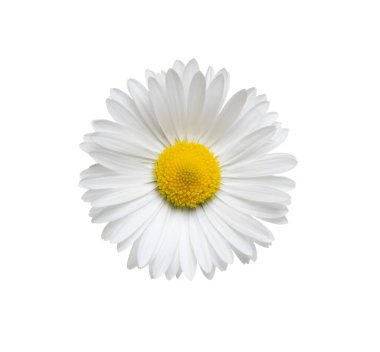 Papatya ya da papatya çayı beyaz arka planda izole edilmiş. Daisy çiçeği. Üst görünüm.