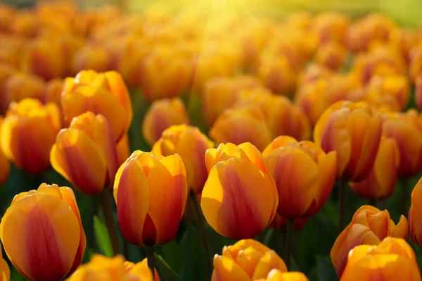 Барвисті Тюльпани Саду Сонячному Світлі — стокове фото
