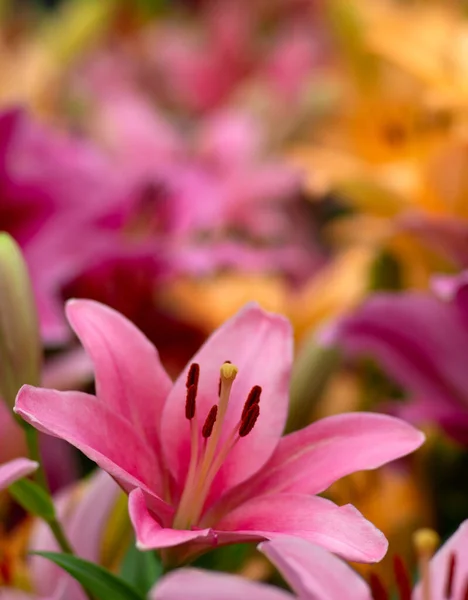 Multi Colored Lily Close Bright Light Background — Stock Photo, Image