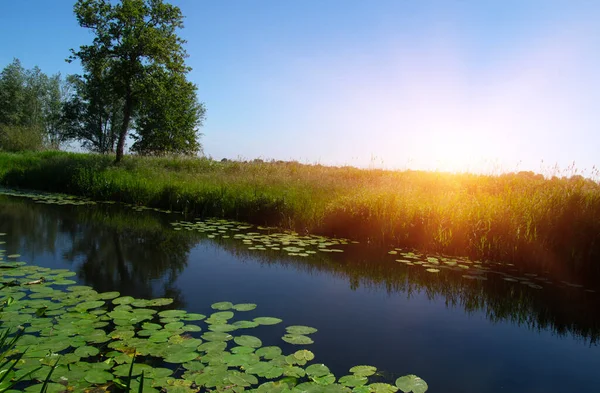 Landskap Sjö Och Blå Himmel Reflekteras Vattenväxter Flod Och Våtmarksområden — Stockfoto