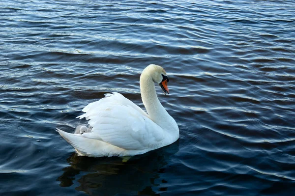 Лебедь Птенцы Озере — стоковое фото