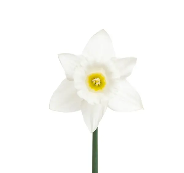 Narcyz Kwiat Izolowane Białym Tle — Zdjęcie stockowe