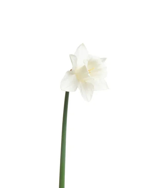 Narzissenblüte Isoliert Auf Weißem Hintergrund — Stockfoto