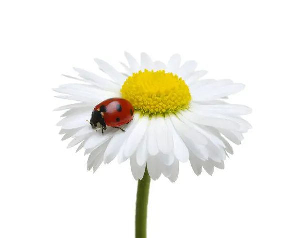 Ladybug Chamomiles Flower Isolated White Royalty Free Stock Images
