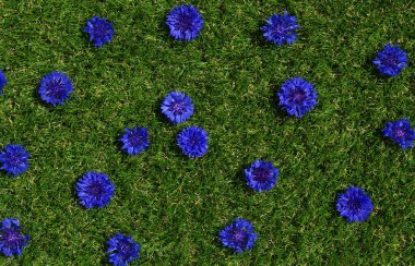 Mavi çiçekler yaz bitkileri yeşil çimen arka planda. Kapalı çiçek dokusu